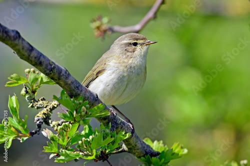 Common chiffchaff // Zilpzalp, Weidenlaubsänger (Phylloscopus collybita)  photo