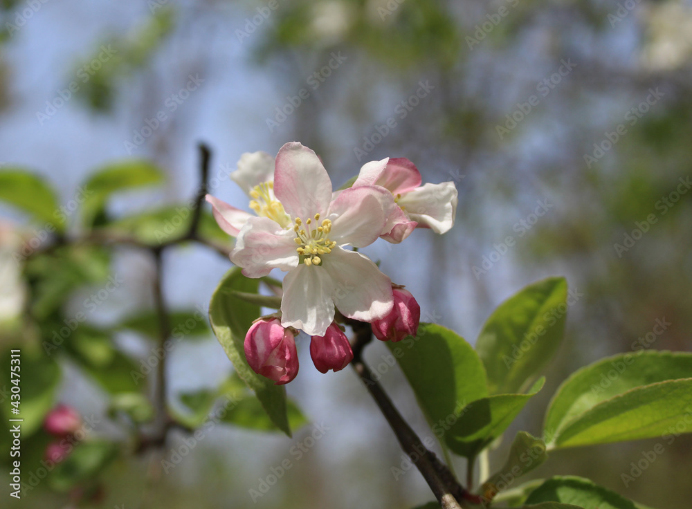 Obraz premium Crabapple blossom at Linne Woods in Morton Grove, Illinois