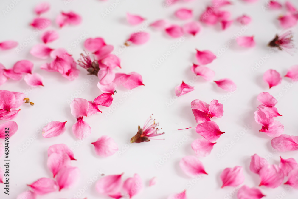Pink peach blossom petals are scattered on a white background. Natural texture.