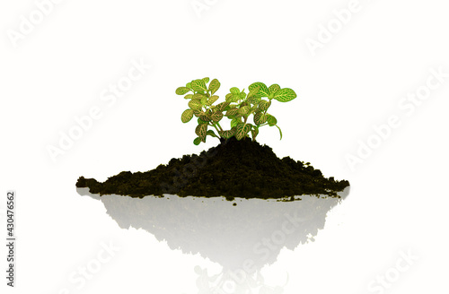plant on mountain land on white background