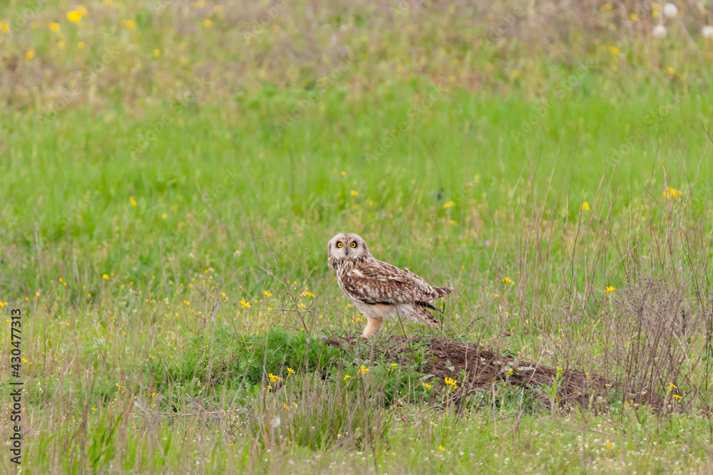 Short-eared owl, Asio flammeus, single bird in grass Short-eared owl, Asio flammeus, single bird in grass
