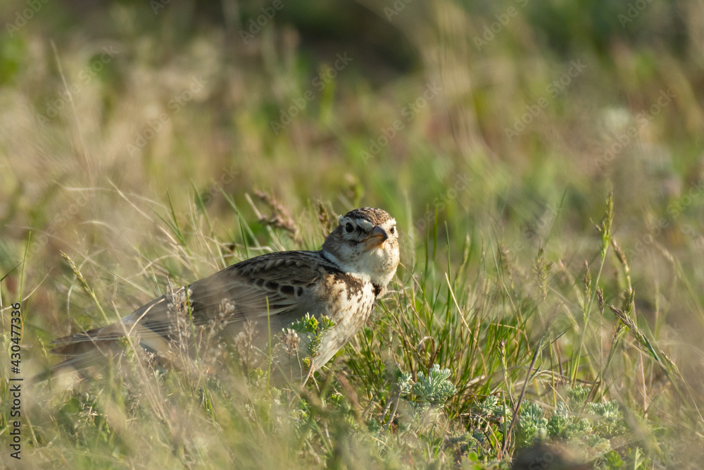 Fototapeta premium Calandra lark bird Melanocorypha calandra in spring steppe
