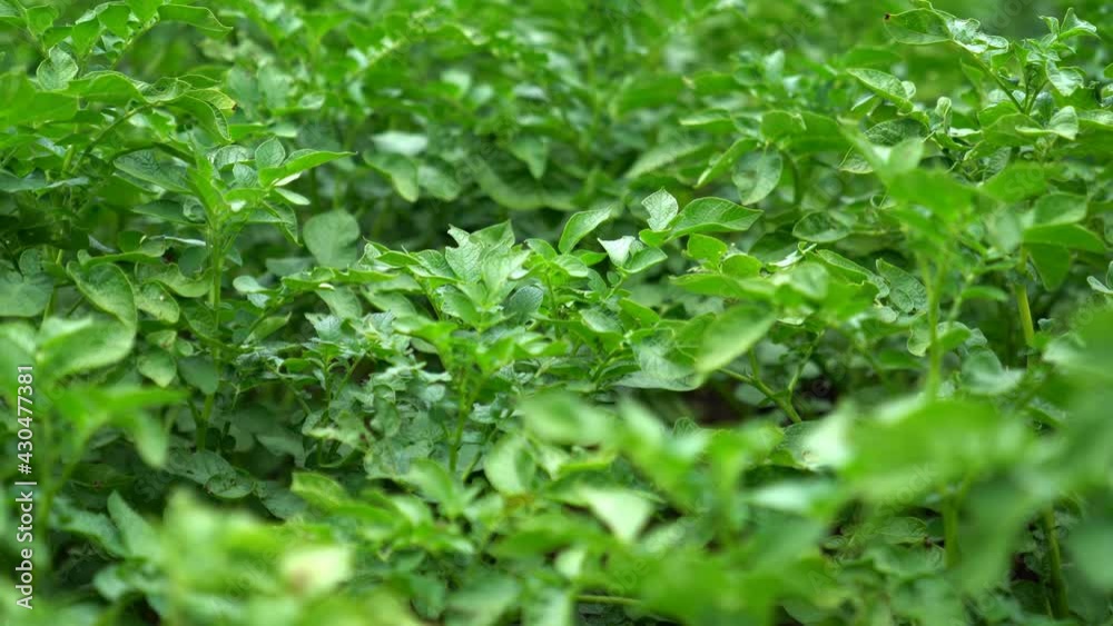 Potato plants in field sway in the wind. Focus shift shooting Potato plants in field sway in the wind. Focus shift shooting