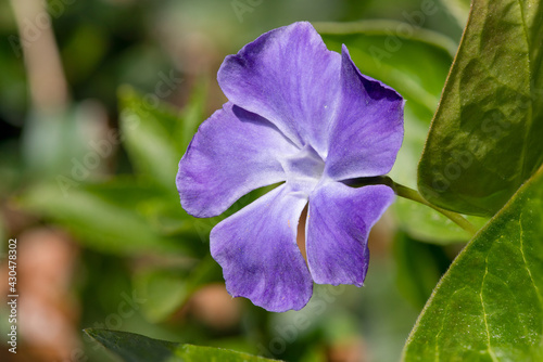 Close up of a greater periwinkle  vinca major  flower in bloom