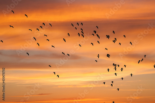 A flock of Canada geese circling, at sunset, prior to landing in a rye grass field