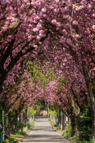 Road with blossoming cherry trees