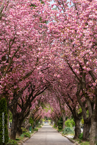 Fotografia Road with blossoming cherry trees