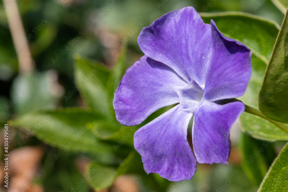 Close up of a greater periwinkle (vinca major) flower in bloom