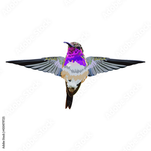 Colibrí Lucifer 
