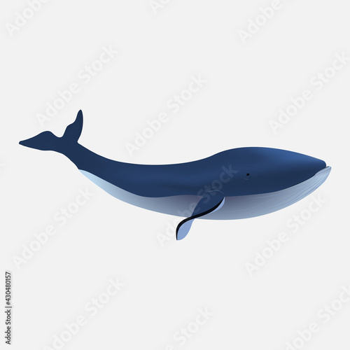 Big blue whale icon isolated on white background. Vector ocean fish illustration. Vector illustration