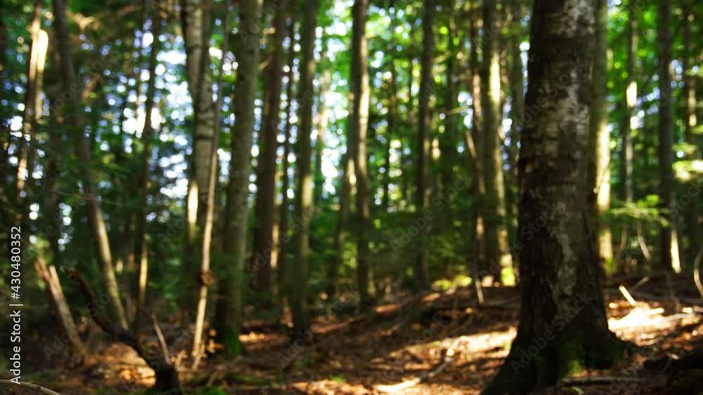 Wild forest on sunny day. Focus shift when shooting Wild forest on sunny day. Focus shift when shooting
