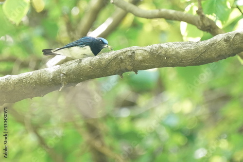 blue and white flycatcher on the branch