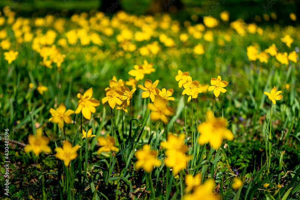 Tulipa sylvestris Wildtulpe Weinbergtulpe wild tulip Tulipa sylvestris Wildtulpe Weinbergtulpe wild tulip