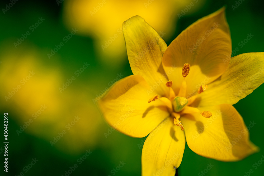 Tulipa sylvestris Wildtulpe Weinbergtulpe wild tulip