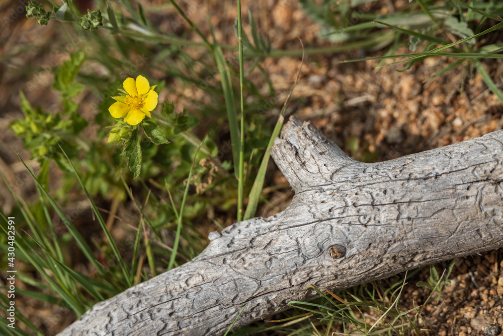 Yellow wildflower next to tree limb on ground Yellow wildflower next to tree limb on ground