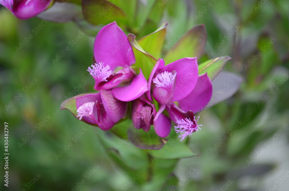 pink flower pink flower