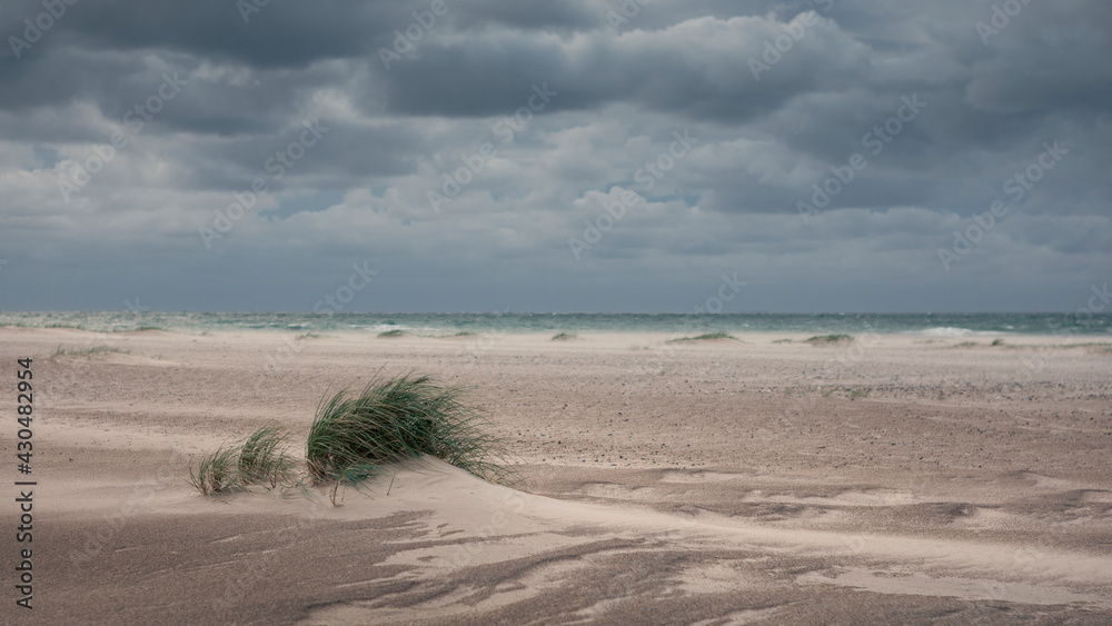 Obraz premium Green grass on sand beach and ocean at coast in Denmark, clouds in sky.
