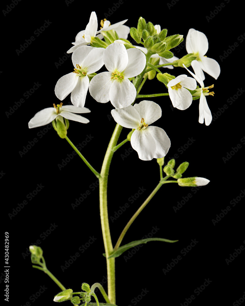 Flowers of arabis, isolated on black background Flowers of arabis, isolated on black background