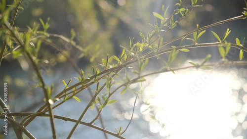 Willow branches on the background of sparkling water