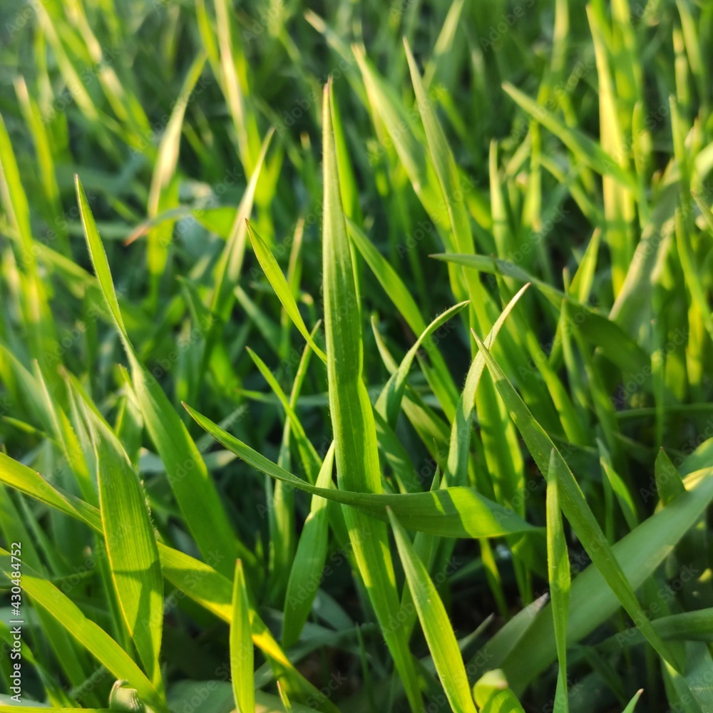 green grass background