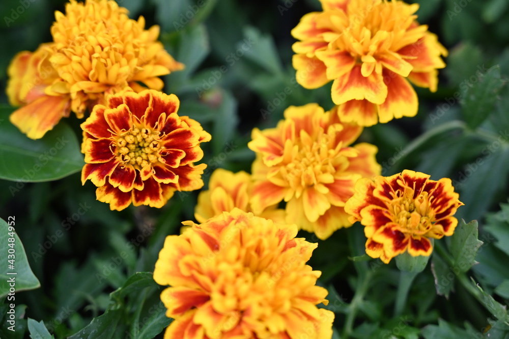 Plante fleurs nature fleuries Plante fleurs nature fleuries