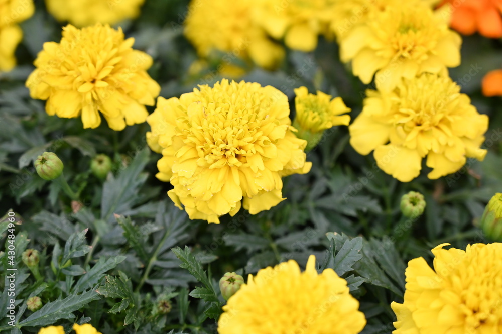 Plante fleurs nature fleuries Plante fleurs nature fleuries