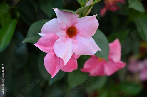 Plante fleurs nature fleuries
