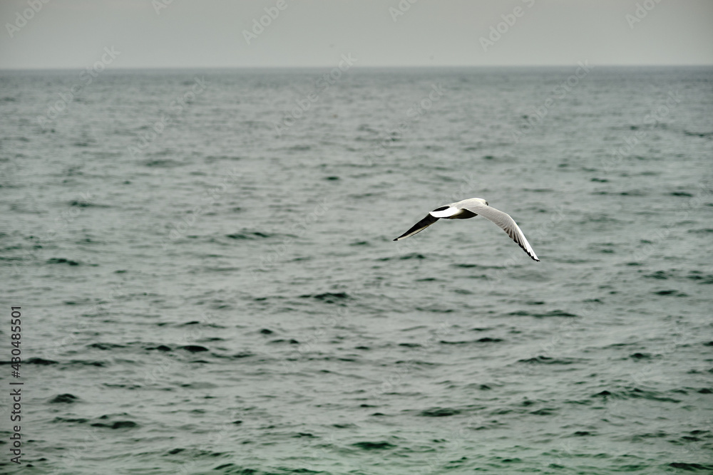 Single seagull flying above the sea of mudanya bursa during overcast and rainy day.