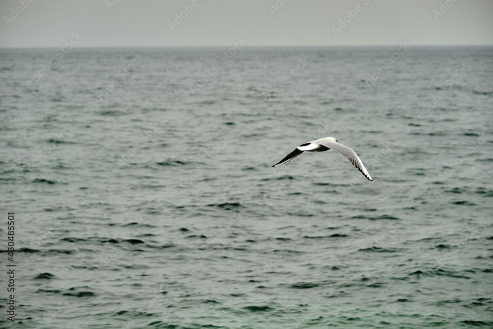 Single seagull flying above the sea of mudanya bursa during overcast and rainy day. Single seagull flying above the sea of mudanya bursa during overcast and rainy day.