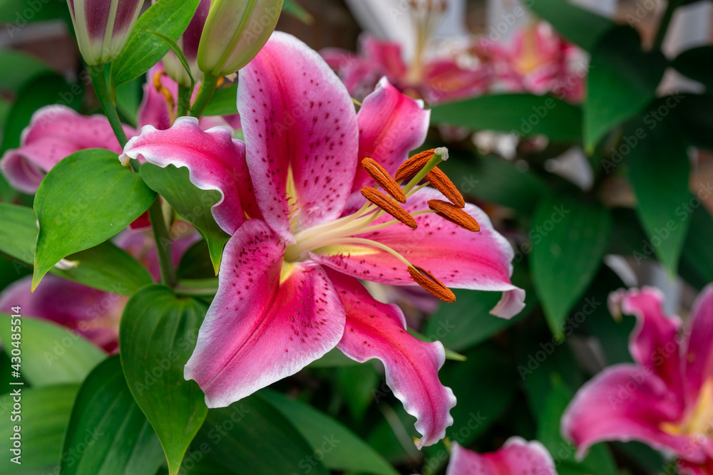 pink lily flower