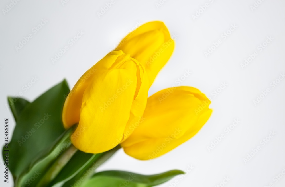 Yellow tulips on a light background. Spring image with text space Yellow tulips on a light background. Spring image with text space