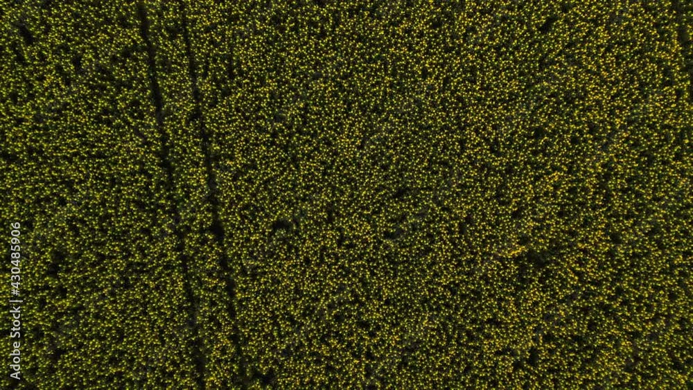 Stockholm Ekero - Aerial view of a Rapeseed field 20-04-01. High quality 4k footage Stockholm Ekero - Aerial view of a Rapeseed field 20-04-01. High quality 4k footage
