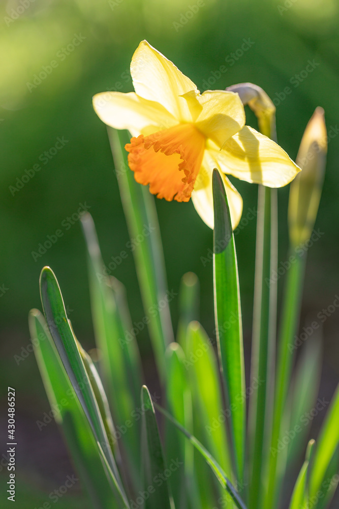 One yellow narcissus in garden in back light with blurred background. Close up. One yellow narcissus in garden in back light with blurred background. Close up.