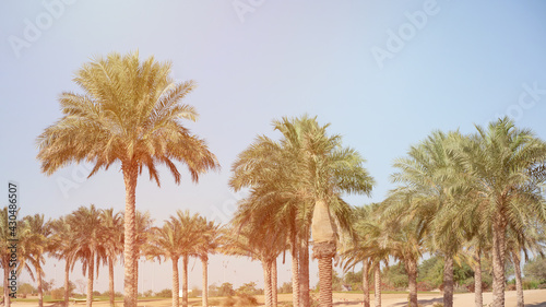 Plantation of date palms. Tropical agriculture industry in the Middle East. © MSM