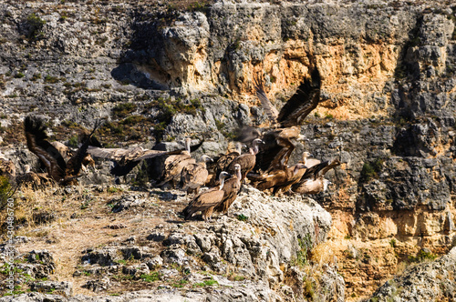 flock of vultures on the peak of a hill, some taking flight and others together. in the background the wall of one of the sides of a gorge