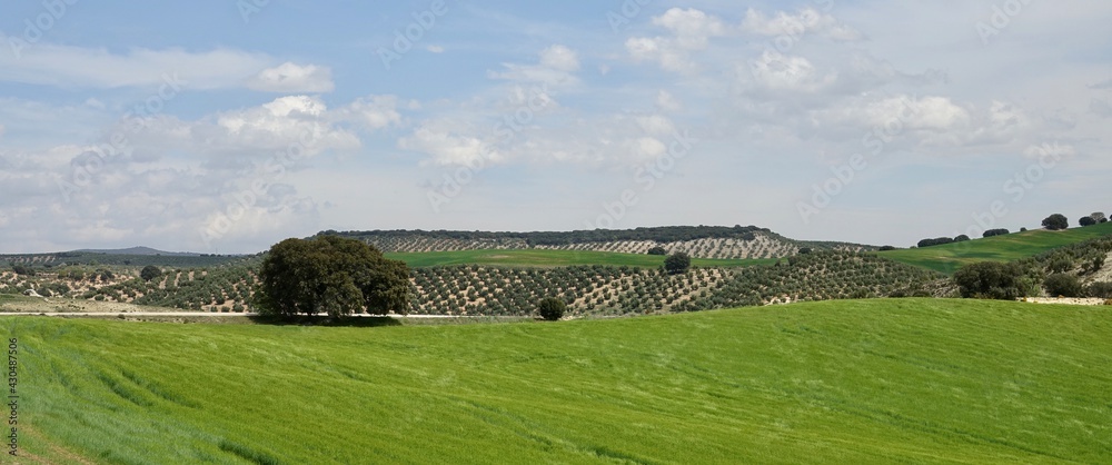 View of olive groves and cereal plantations with some isolated holm oaks, in Andalusia
