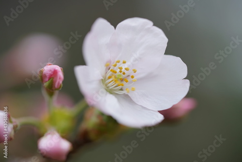 South Korea, Seoul, Jangji-dong, cherry blossoms, 한국, 서울, 장지동, 벚꽃