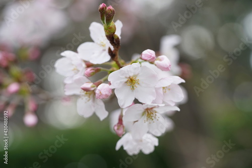South Korea  Seoul  Jangji-dong  cherry blossoms                                   