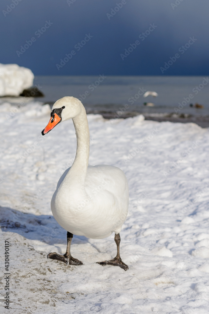 Obraz premium Swan at the Polish seaside