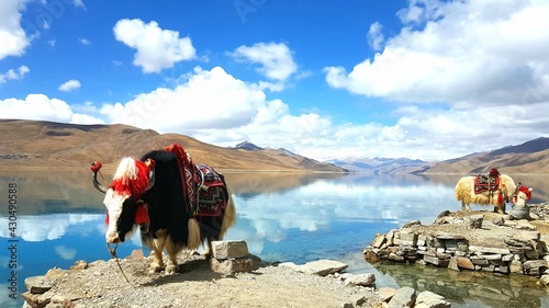 Yamdrok Lake with a Yak  - Tibet Autonomous Region 