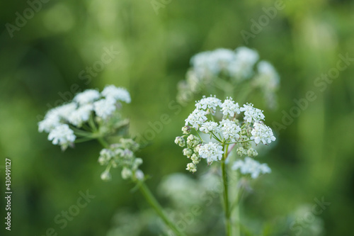 Small delicate white wild flowers on green grass background in springtime. Selective soft focus. Close up. © Zaitseva