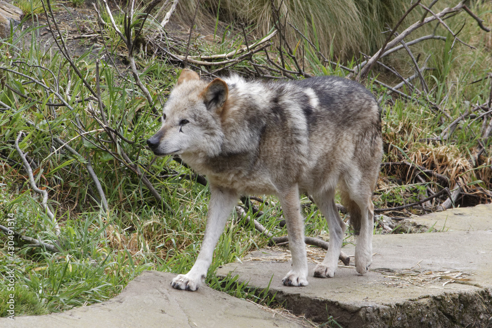 Mexican Gray Wolf.