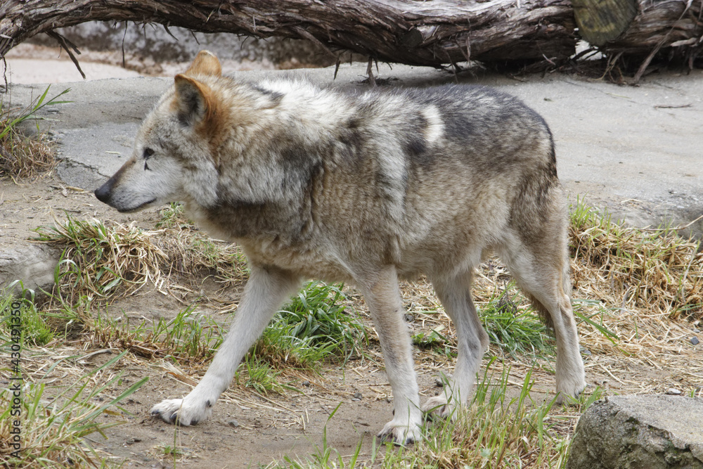 Obraz premium Mexican Gray Wolf.