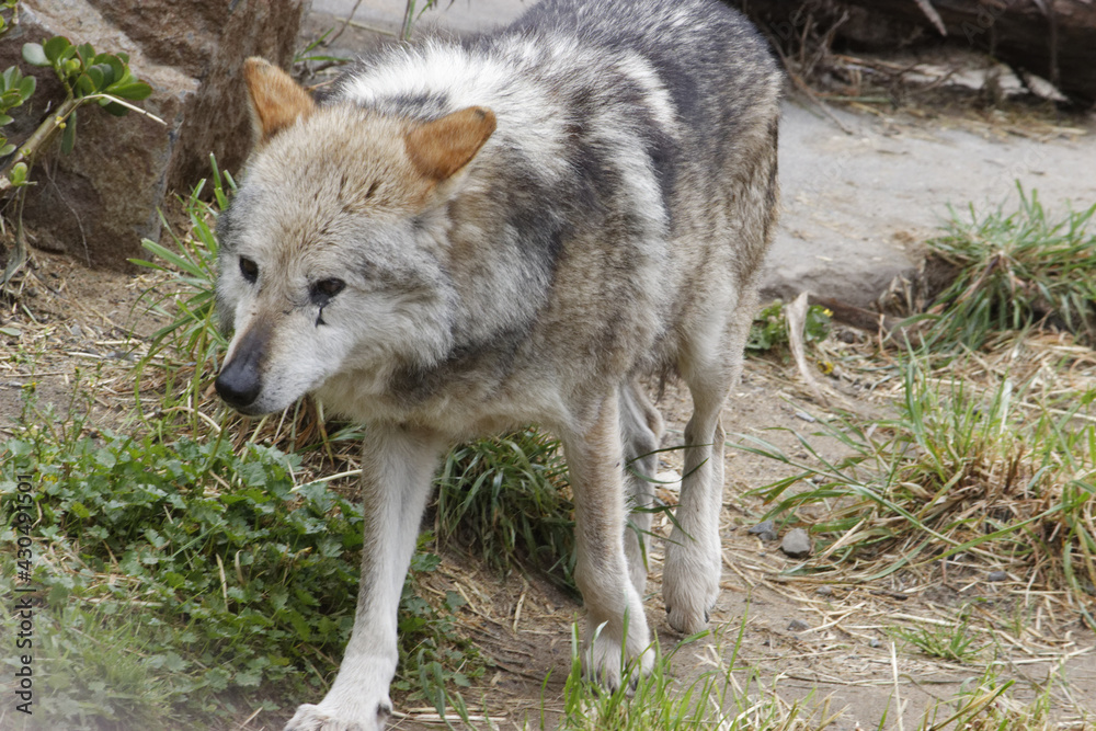 Mexican Gray Wolf.