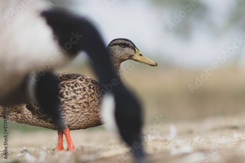 DuckDuckGoose photo