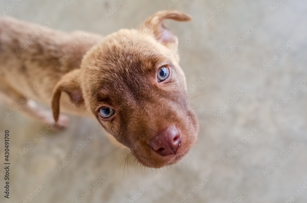 Puppy Dog Rescue Shelter Animal