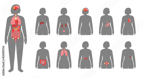 Human internal organs