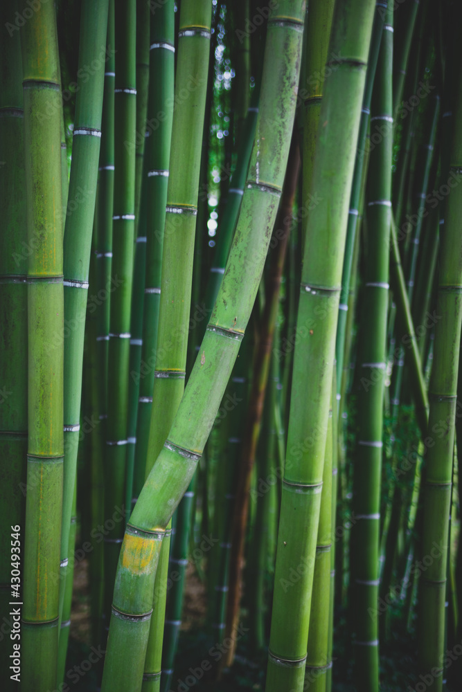 Obraz premium bamboo forest background