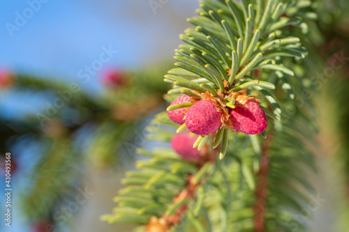 New pinecones form on a spruce tree