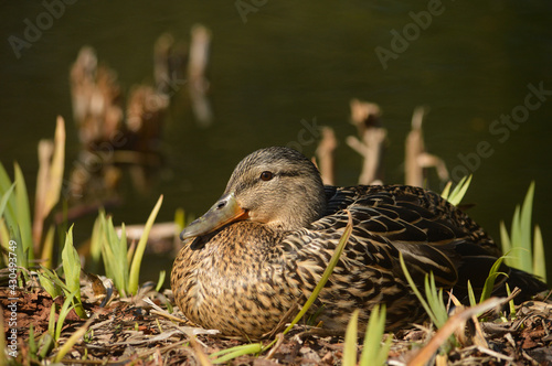 Canard colvert femelle